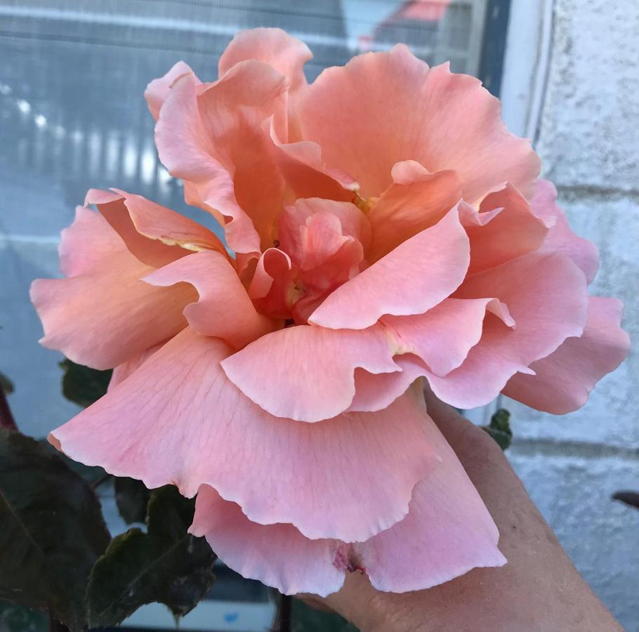 Villanita 蓬塔阿雷纳斯 外观 照片